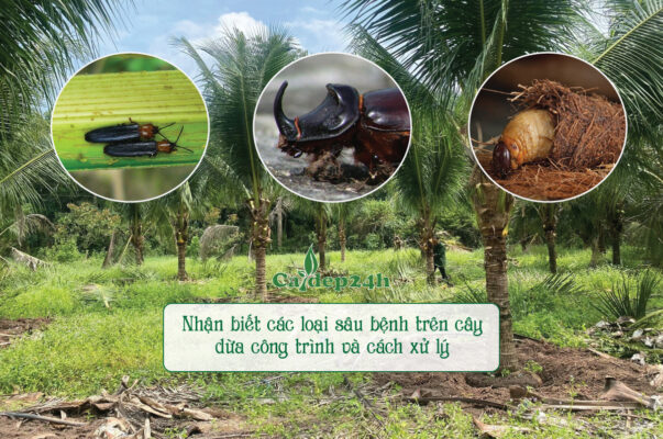 Cây dừa công trình có thể mắc nhiều loại sâu bệnh khác nhau