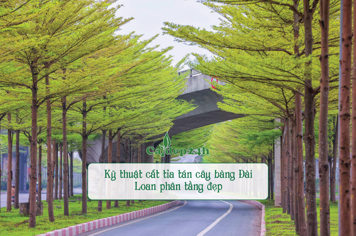 Kỹ thuật cắt tỉa tán cây bàng Đài Loan từ chuyên gia