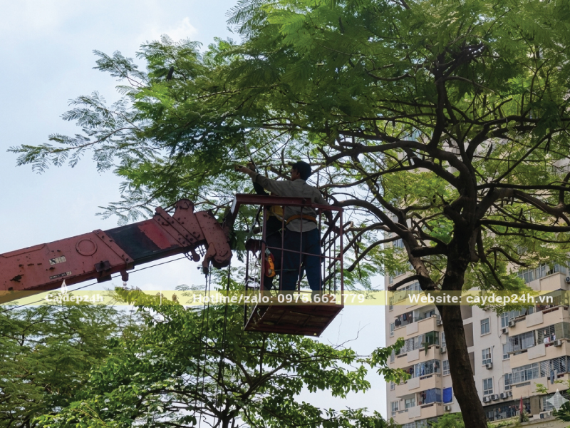 Tỉa bớt cành dăm yếu ớt trong tán phượng