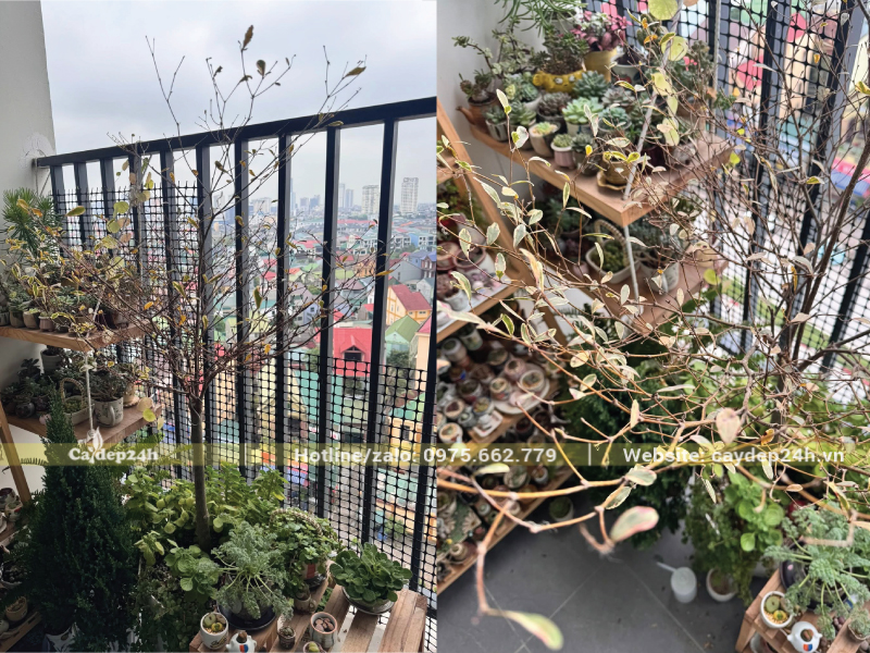 Cây rụng nhiều lá do thiếu nước