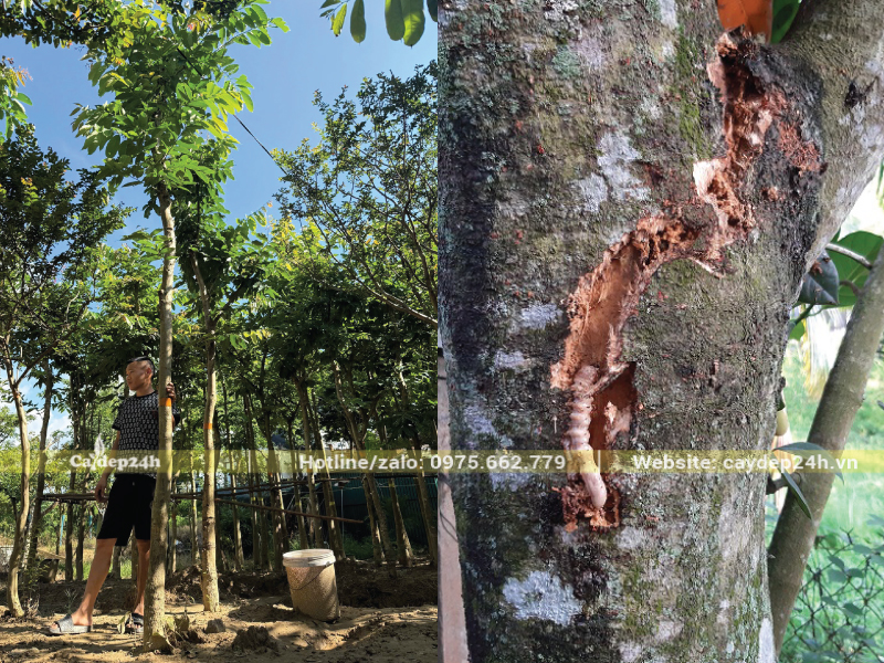 Sâu đục thân nghiêm trọng trên cây bằng lăng
