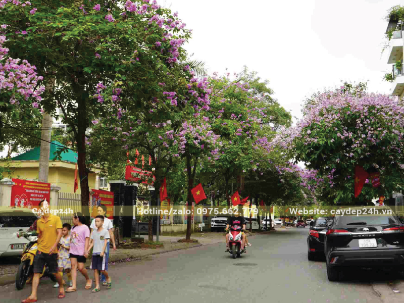 Tỉa thưa tán cây để bằng lăng khỏe mạnh hơn