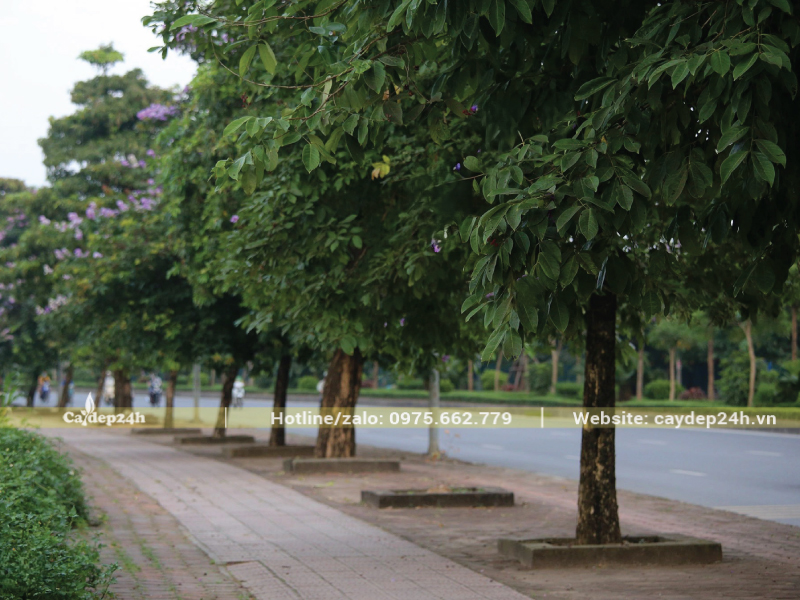 Cây bằng lăng còn non nên chưa thể ra hoa