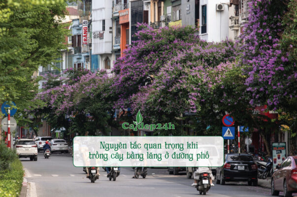 Trồng cây bằng lăng ở đường phố đem đến cảnh quan rực rỡ