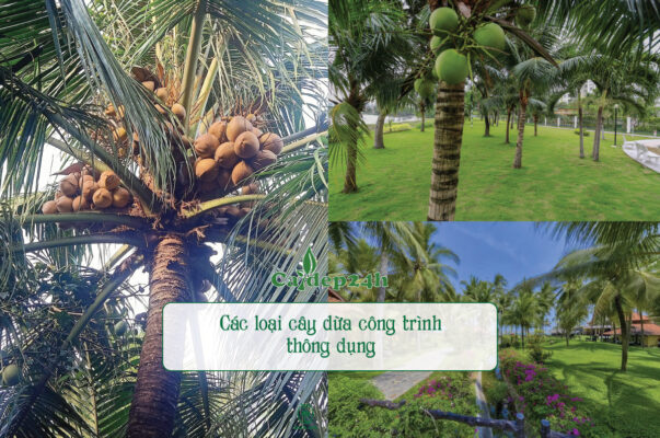 Các loại cây dừa công trình phổ biến nhất được ưa chuộng