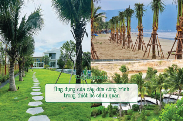 Ứng dụng của cây dừa công trình rất rộng rãi