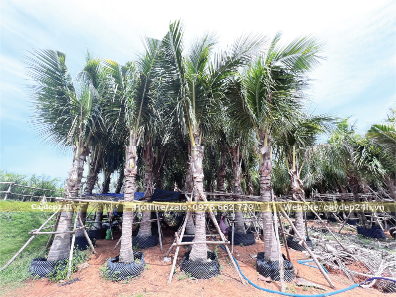 Cây dừa ta có lóng thân cao