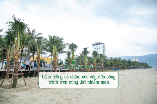 Trồng và chăm sóc cây dừa công trình dễ dàng trên đất mặn
