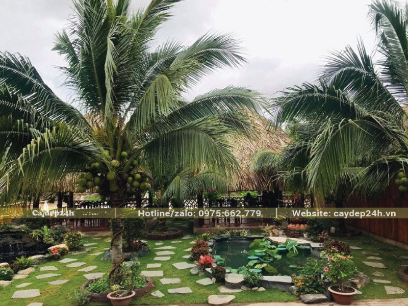 Trồng dừa thấp trước nhà
