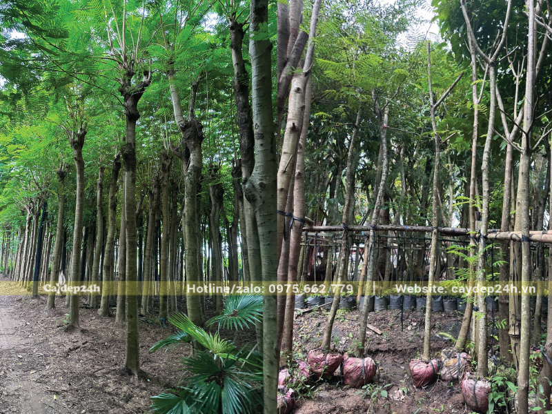 Cây được dâm ủ kỹ càng có khả năng thích nghi nhanh