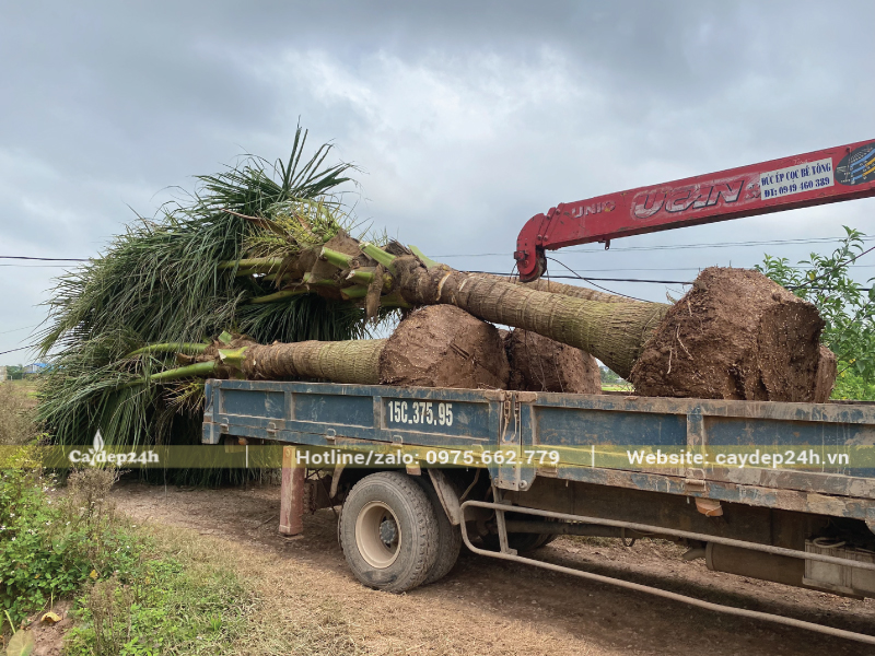 Vận chuyển cây dừa bằng xe cẩu tự hành