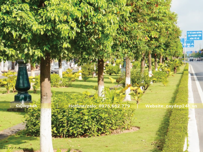 Cây long não lọc khí bẩn, bụi mịn hiệu quả