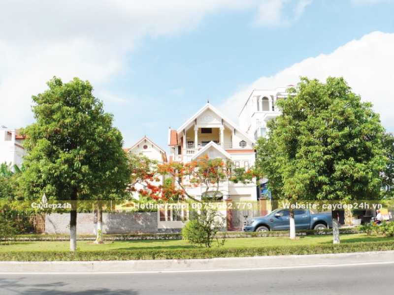 Nên chọn long não khi trồng cây trên phố