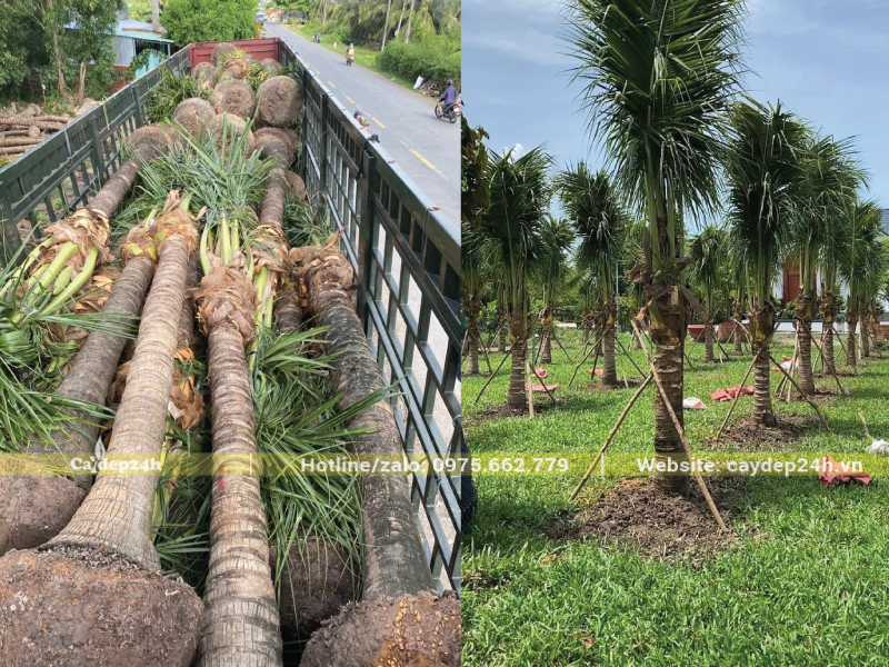 Cây còn yếu khi mới bứng bầu