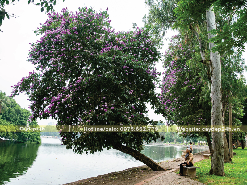 Bằng lăng ra hoa đều và đẹp 