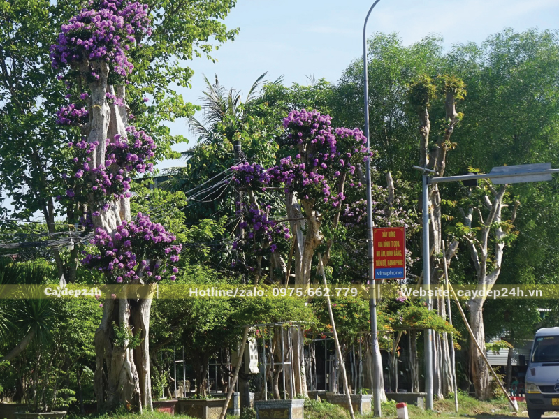 Không gian thêm ấn tượng khi trồng cây săng lẻ