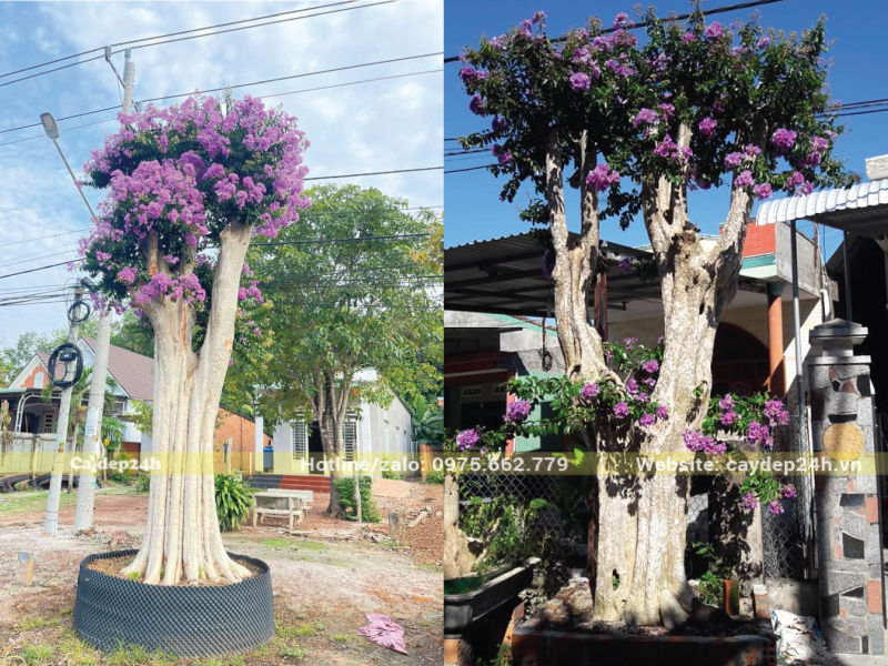 Bằng lăng rừng có thân đồ sộ