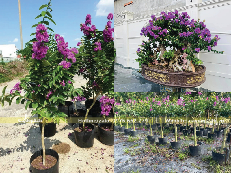 Cây bằng lăng Thái rất thích hợp trồng ở sân nhà