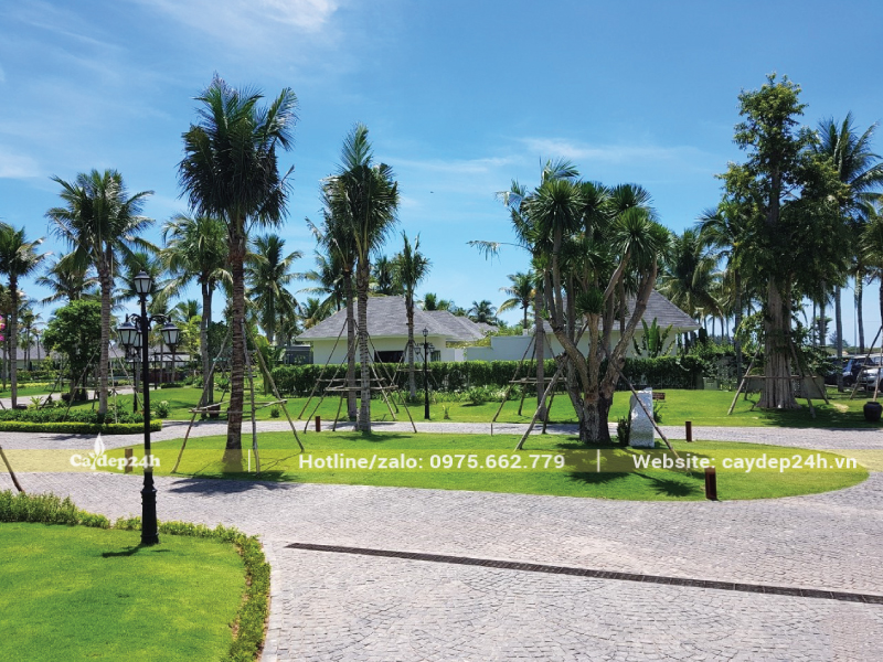 Chống cọc cho cây mới trồng tại resort