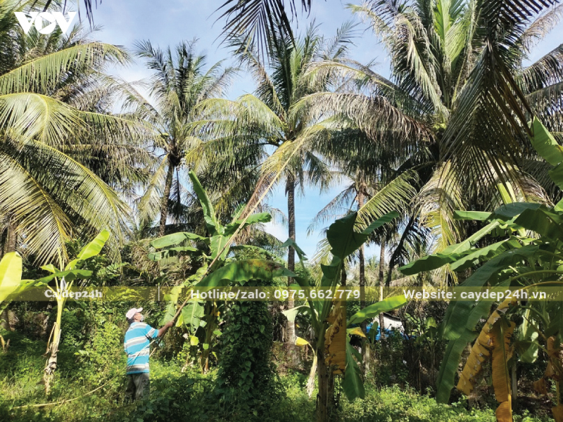 Chủ động phun thuốc diệt nấm cho cây dừa định kỳ