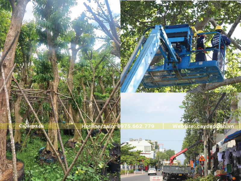 Cắt tỉa định kỳ cho bộ tán cây thông thoáng