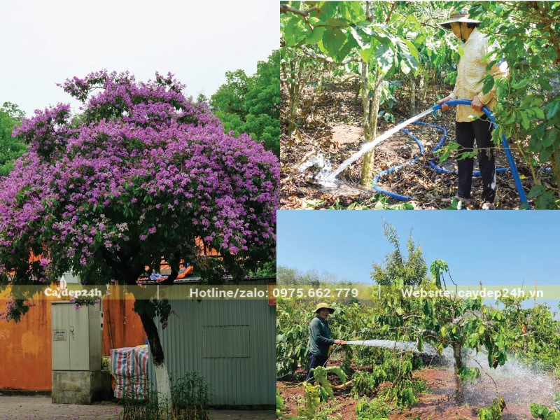 Cây cần tưới nước sau khi đã trải qua xiết nước
