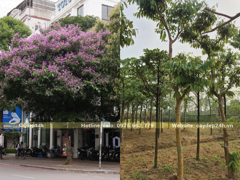 Cây bằng lăng nở hoa tím thơ mộng
