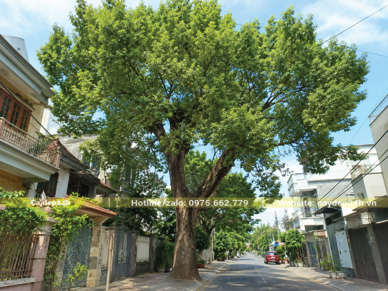 Giữ khoảng cách giữa tán cây với dây điện