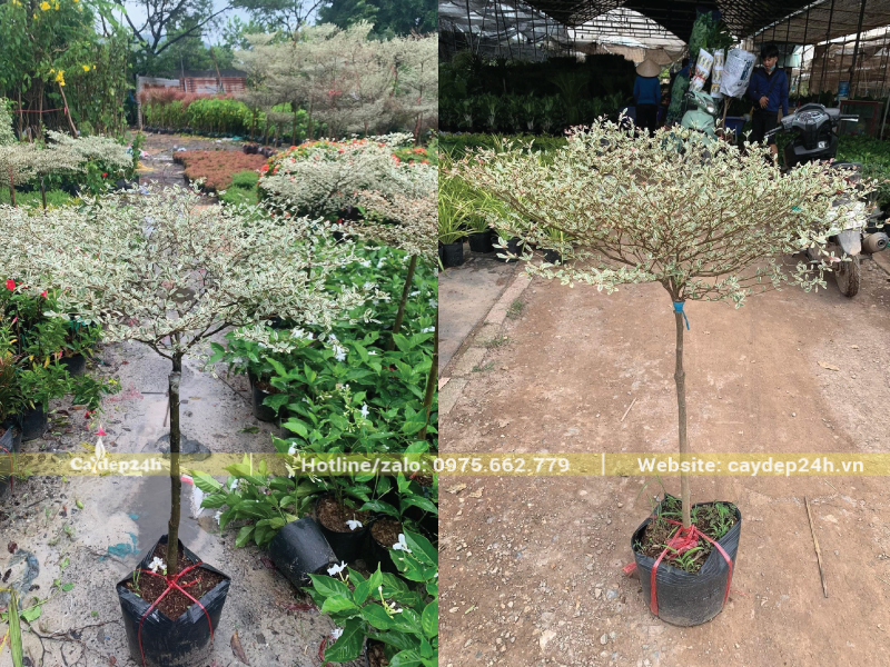 Cây bàng cẩm thạch có dấu vết ghép