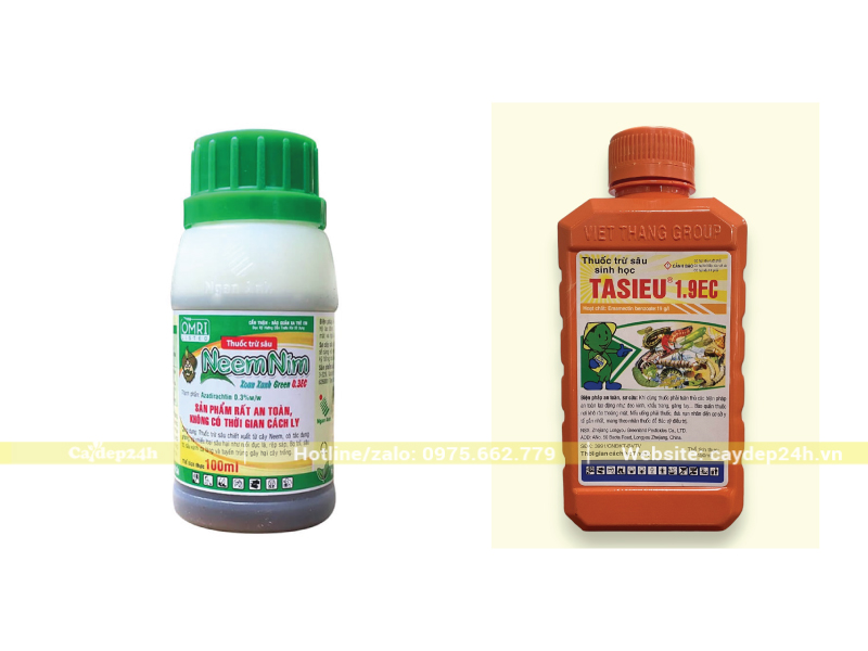 Sử dụng thuốc trừ sâu sinh học để diệt sâu róm, sâu ăn lá