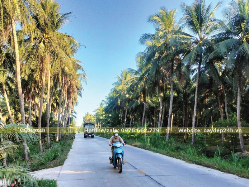 Dừa cao vút trồng hai bên đường