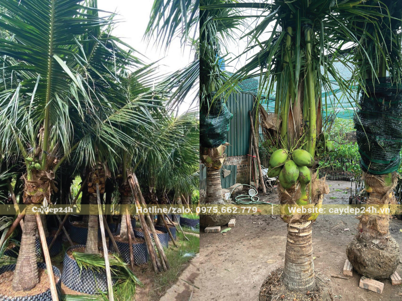 Cây dừa xiêm lùn có chiều cao hạn chế