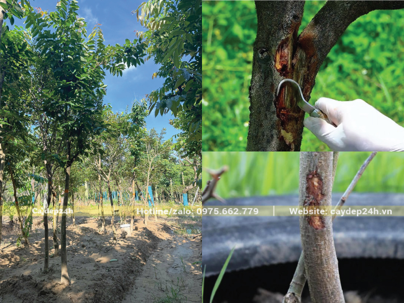 Chọc dụng cụ nhọn vào lỗ để lấy hết phân sâu ra ngoài