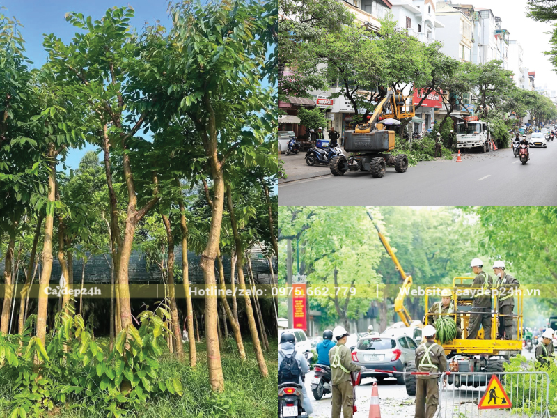 Cắt tỉa các cành yếu, canh mọc vóng của bằng lăng