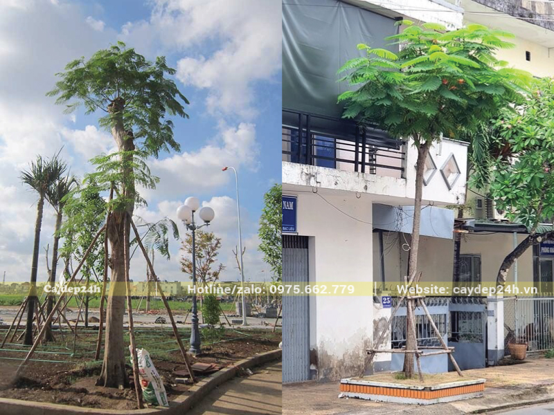 Chống cọc chắc chắn cho cây phượng đỏ khi mới trồng