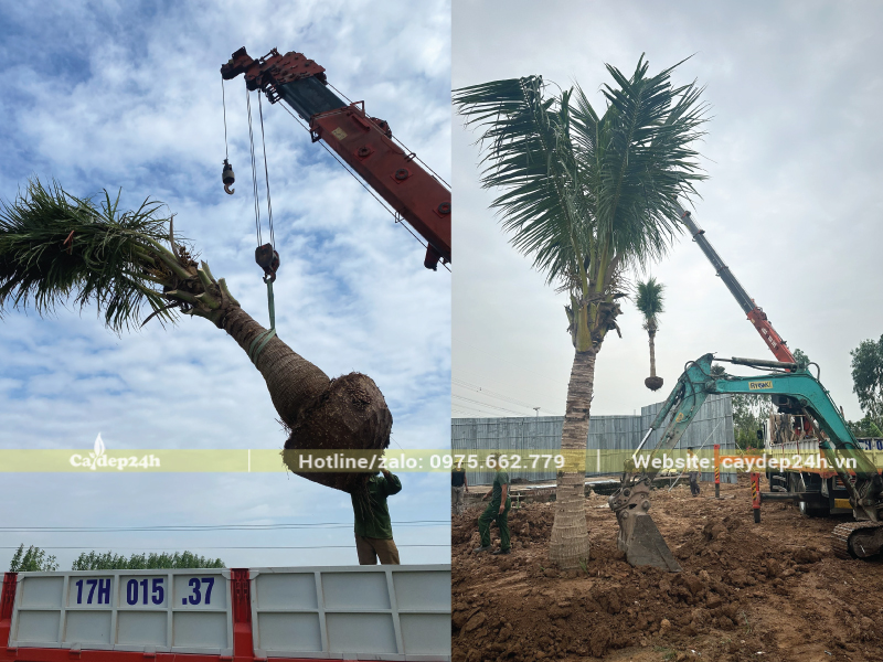 Kỹ thuật hạ bầu cây dừa đúng chuẩn
