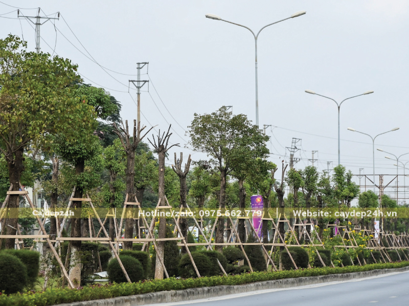 Long não trên đường mới trồng nên cần chống cọc