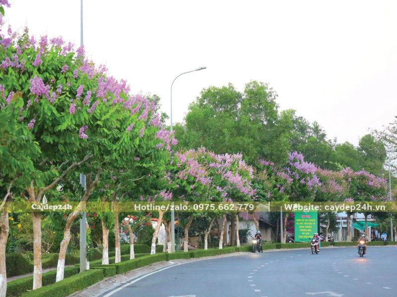 Cây bụi thấp trồng cùng bằng lăng được cắt tỉa gọn gàng