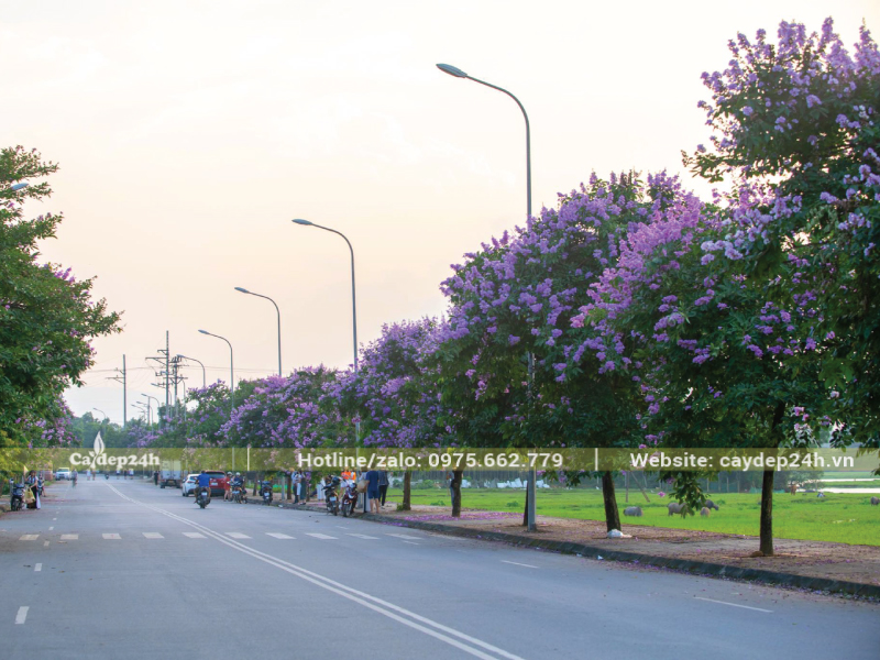 Trồng bằng lăng theo khoảng cách lý tưởng cho cây sống tốt