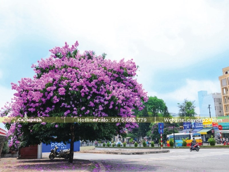 Trồng cây bằng lăng an toàn với hạ tầng ngầm