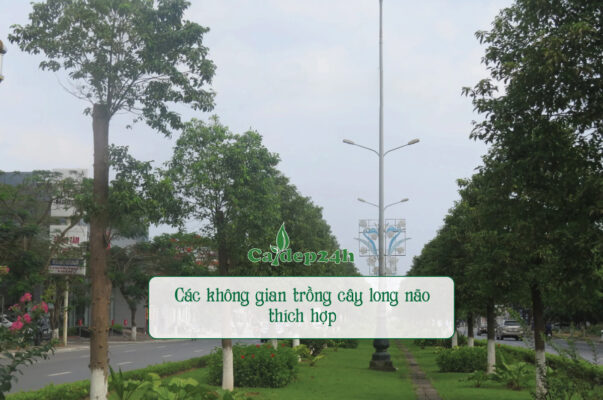 Các không gian trồng cây long não thích hợp