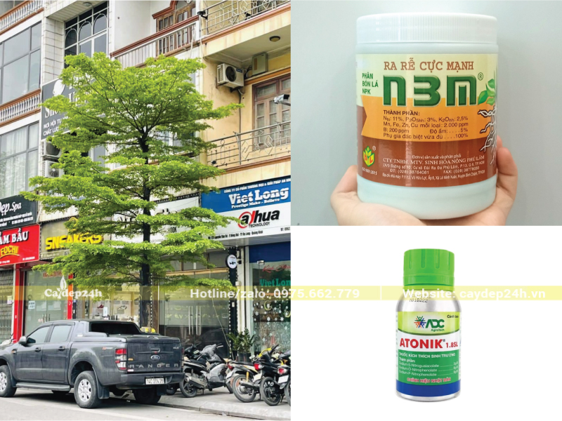 Thuốc kích rễ giúp rễ mọc nhanh, hút thêm dinh dưỡng
