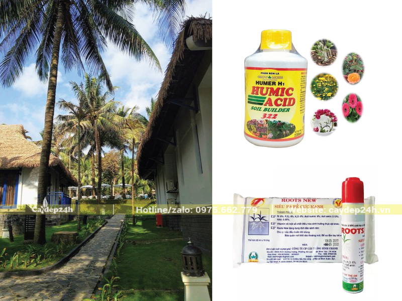 Chỉ dùng phân bón lá và kích rễ ở giai đoạn đầu