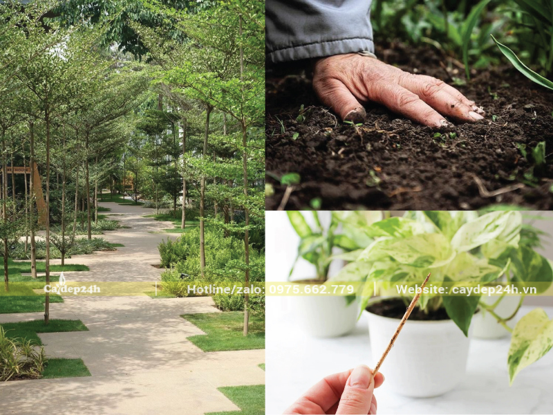 Kỹ thuật kiểm tra độ ẩm của đất trồng
