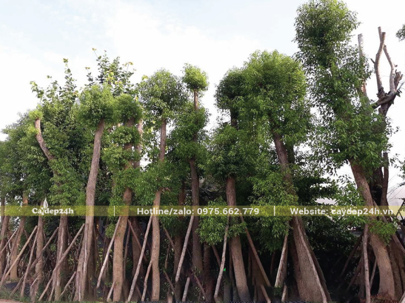 Cây long não đường kính thân 30 - 40 cm