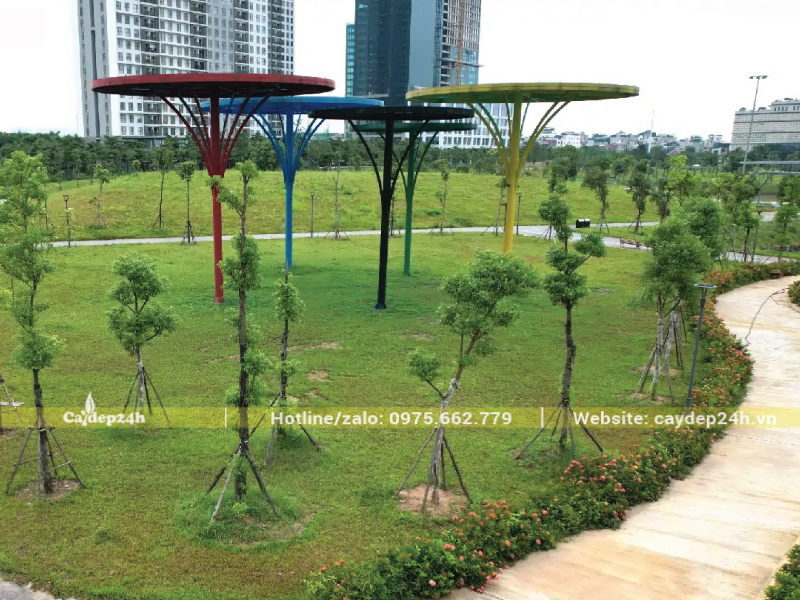 Trồng long não số lượng lớn tại công viên