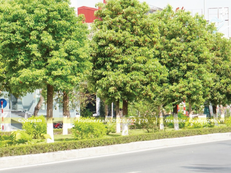 Hàng cây long não xanh mướt trên dải phân cách