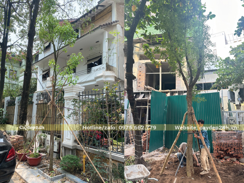 Thi công trồng long não trước nhà