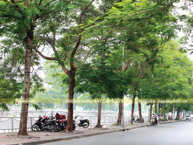 Thực hiện ngưng tưới nước để cây rụng lá dần