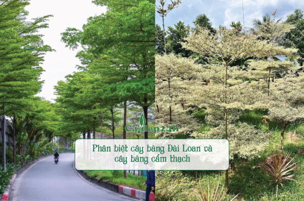 Phân biệt cây bàng Đài Loan và cây bàng cẩm thạch chính xác nhất